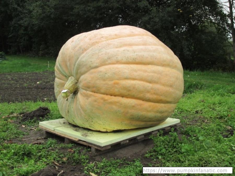 fruitImages/1061.5 Berrens 2025C.jpg